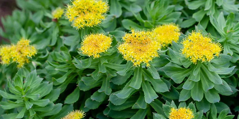 Rhodiola Rosea Benefícios E Maleficios