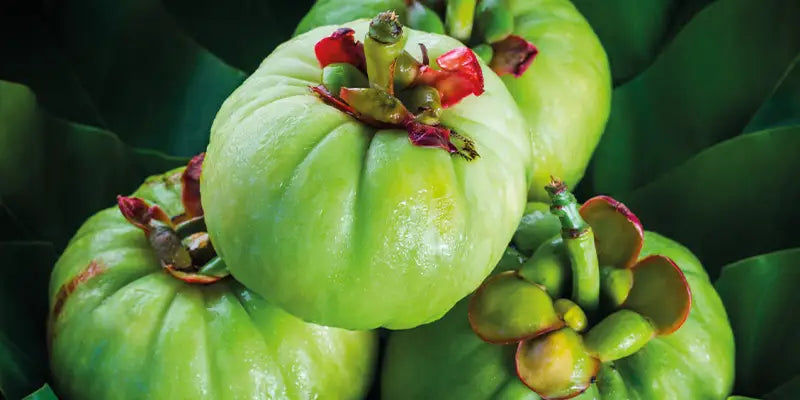 garcinia cambogia Amoseeds especialista superalimentos bio