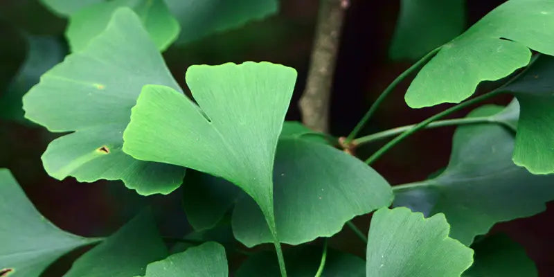 ginkgo biloba bio amoseeds especialista superalimentos bio