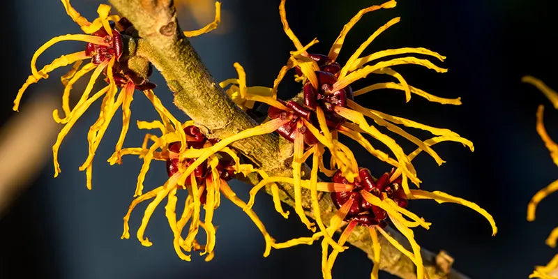 Hamamelis amoseeds especialist superalimentos bio