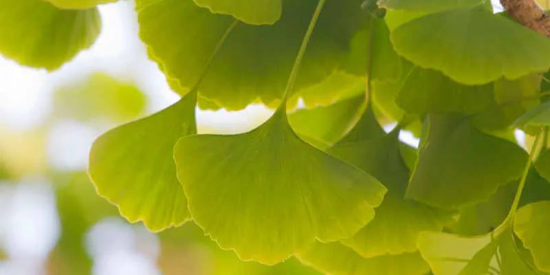 ginkgo biloba peligroso Amoseeds especialista superalimentos bio