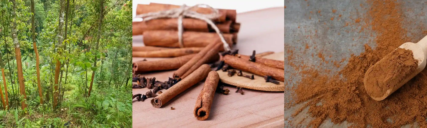canela benficios Amoseeds specialista superalimentos Bio