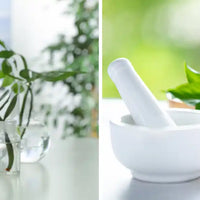 Cómo se extraen los principios activos de las plantas Métodos y calidad  Amoseeds, especialista en superalimentos Bio