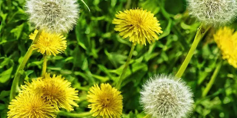 diente de león bio beneficios amoseeds especialistas en superalimentos bio