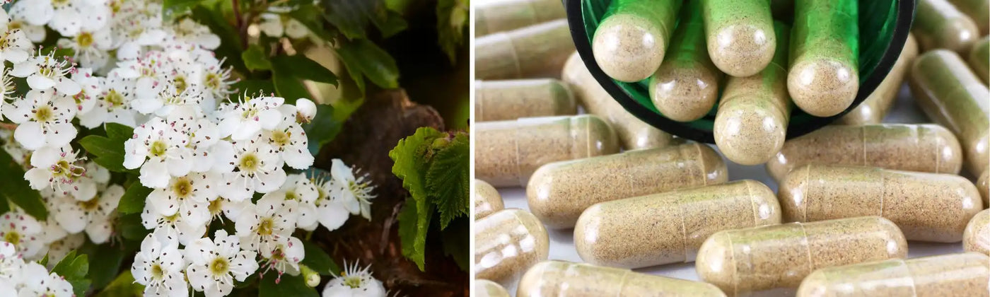espino blanco guia, Amoseeds especialista superalimentos Bio 