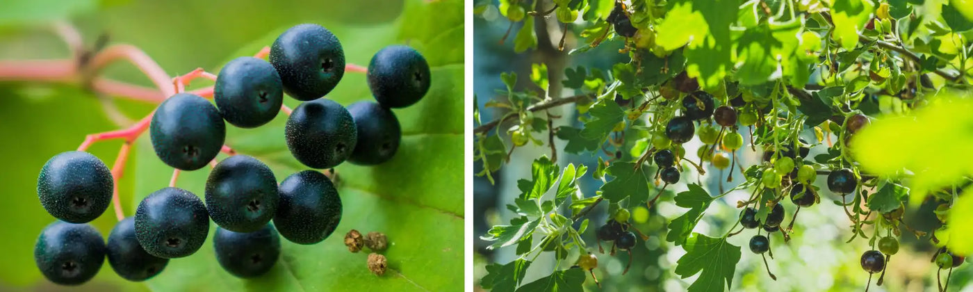 grosella negra Amoseeds especialista superalimentso Bio