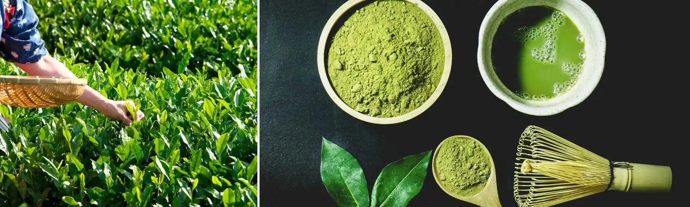 té matcha precio amoseeds especialista en superalimentos bio