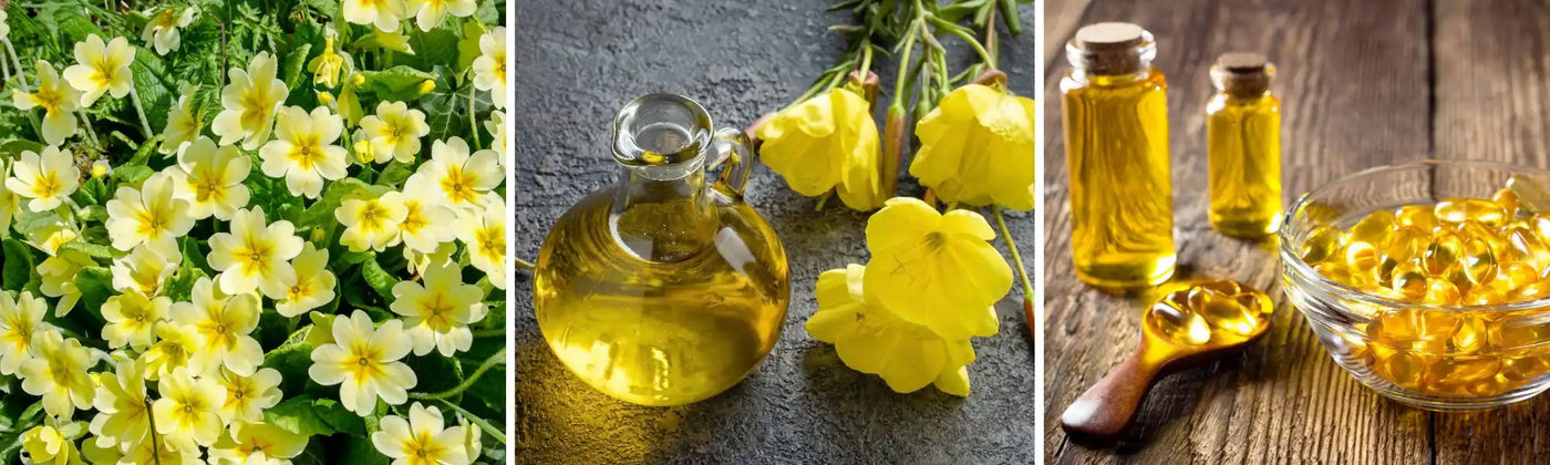 onagra guia Amoseeds especialista superalimentos bio