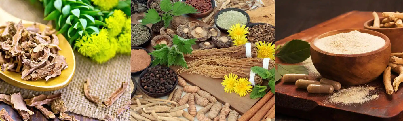 plantas adaptogenas Amoseeds especialista de superalimentos Bio