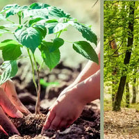 tree nation Amoseeds sepcialista superalimentos Bio 