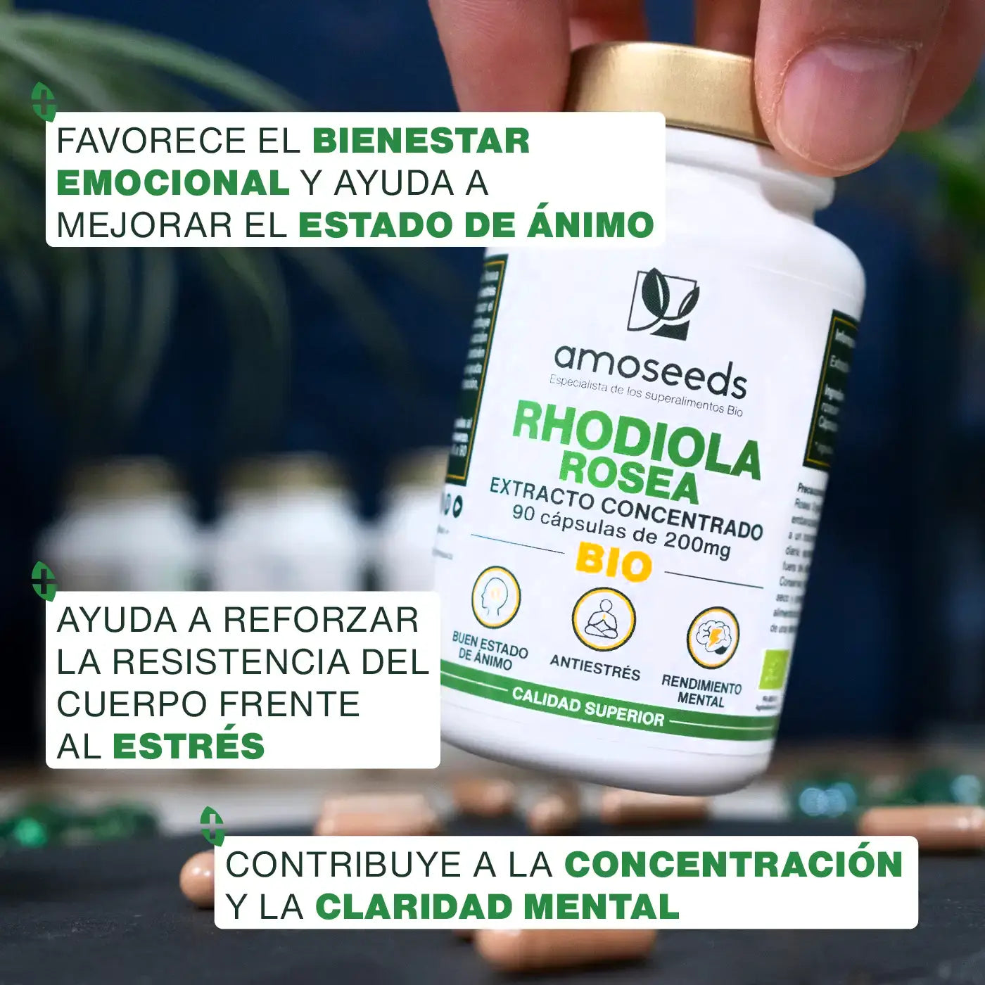 Beneficios Rhodiola Rosea Bio - amoseeds especialista de los superalimentos bio