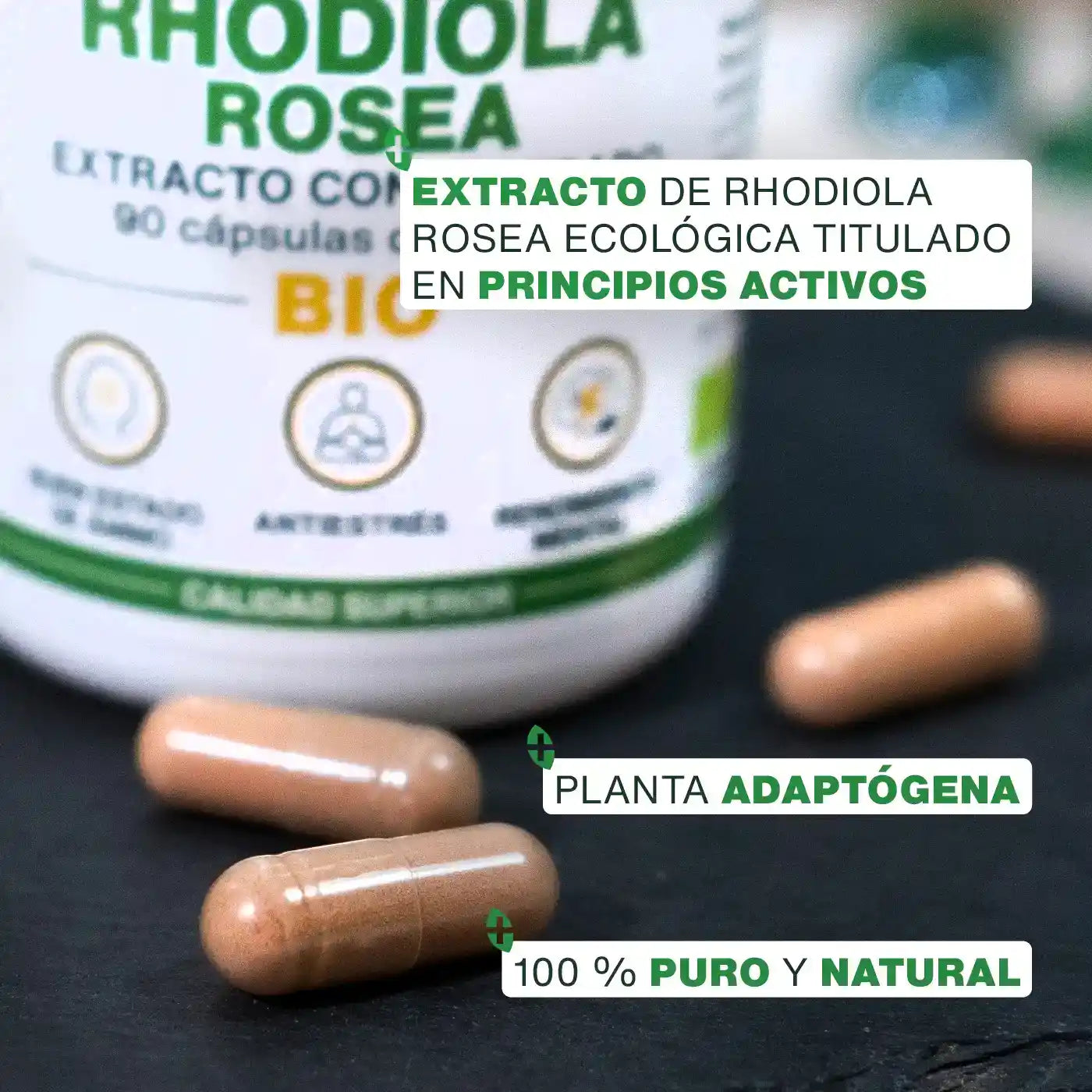 Calidad Rhodiola Rosea Bio - amoseeds especialista de los superalimentos bio